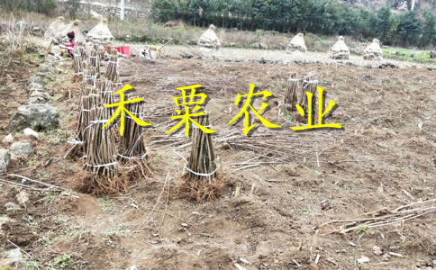 銅仁蜂糖李子苗你想要的這里都有。蜂糖李子苗廠家