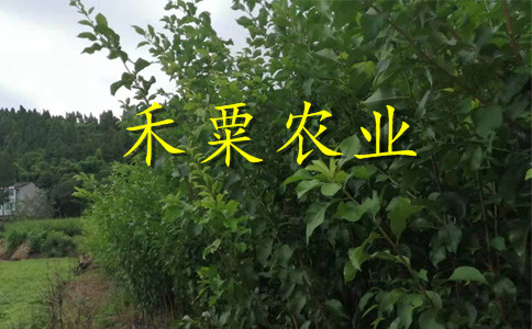 銅仁蜂糖李子苗你想要的這里都有。蜂糖李子苗廠家