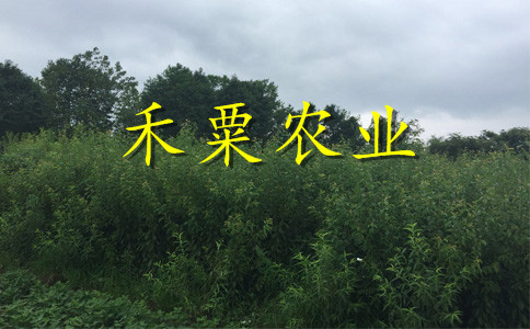 銅仁蜂糖李子苗你想要的這里都有。蜂糖李子苗廠家