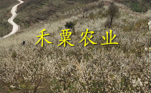 汶川青脆李苗發(fā)展建議，，晚熟青脆李苗合作社