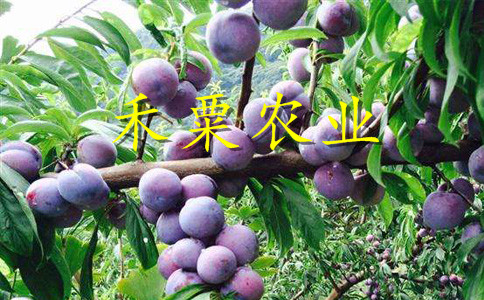 汶川青脆李苗發(fā)展建議，，晚熟青脆李苗合作社
