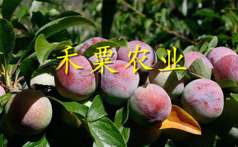 云南鳳凰李子苗歡迎點(diǎn)擊了解咨詢。鳳凰李子苗基地