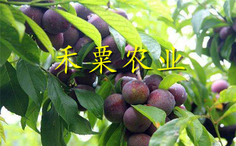 云南鳳凰李子苗歡迎點(diǎn)擊了解咨詢。鳳凰李子苗基地