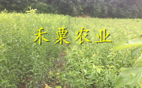 五月脆李子苗合作社，，五月脆李苗夏季修剪