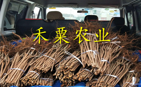 山西2公分蜂糖李苗價(jià)格。。蜂糖李子苗出售