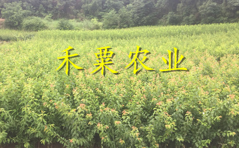 山西2公分蜂糖李苗價(jià)格。。蜂糖李子苗出售