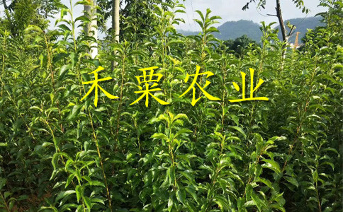 山西2公分蜂糖李苗價(jià)格。。蜂糖李子苗出售