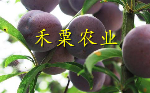 山西2公分蜂糖李苗價(jià)格。。蜂糖李子苗出售