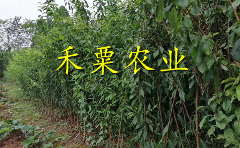 山西2公分蜂糖李苗價(jià)格。。蜂糖李子苗出售