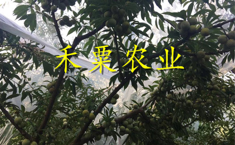 德陽早熟鳳凰李樹苗獲取報(bào)價(jià)在這里。早熟鳳凰李樹苗批發(fā)價(jià)格
