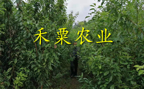 德陽早熟鳳凰李樹苗獲取報(bào)價(jià)在這里。早熟鳳凰李樹苗批發(fā)價(jià)格