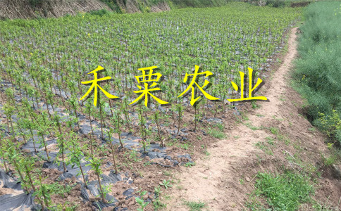 早熟鳳凰李樹苗種植基地。點(diǎn)擊了解更多優(yōu)惠