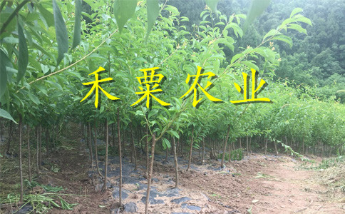 早熟鳳凰李樹苗種植基地。點(diǎn)擊了解更多優(yōu)惠