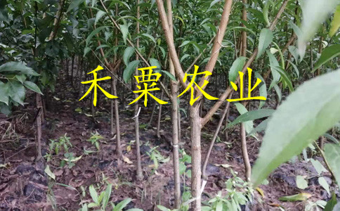 銅仁晚熟脆紅李苗示范基地。晚熟脆紅李苗批發(fā)行情