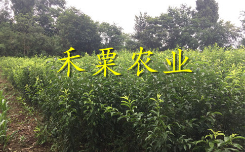 銅仁晚熟脆紅李苗示范基地。晚熟脆紅李苗批發(fā)行情