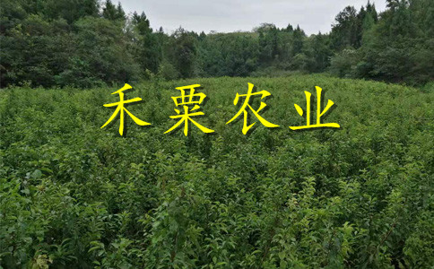 銅仁晚熟脆紅李苗示范基地。晚熟脆紅李苗批發(fā)行情