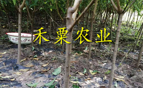 銅仁晚熟脆紅李苗示范基地。晚熟脆紅李苗批發(fā)行情