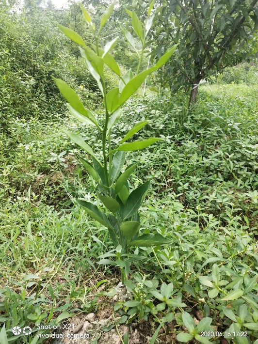 03长叶香橙苗出售