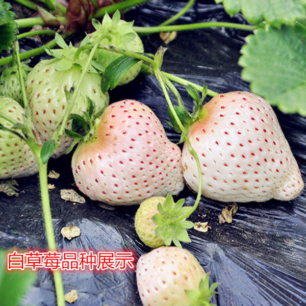 白草莓