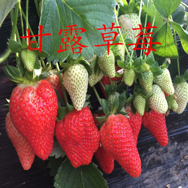 甘露草莓