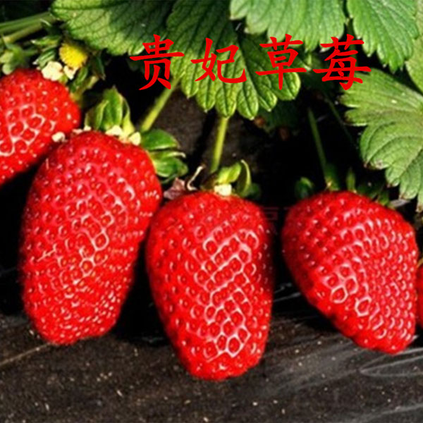 貴妃草莓