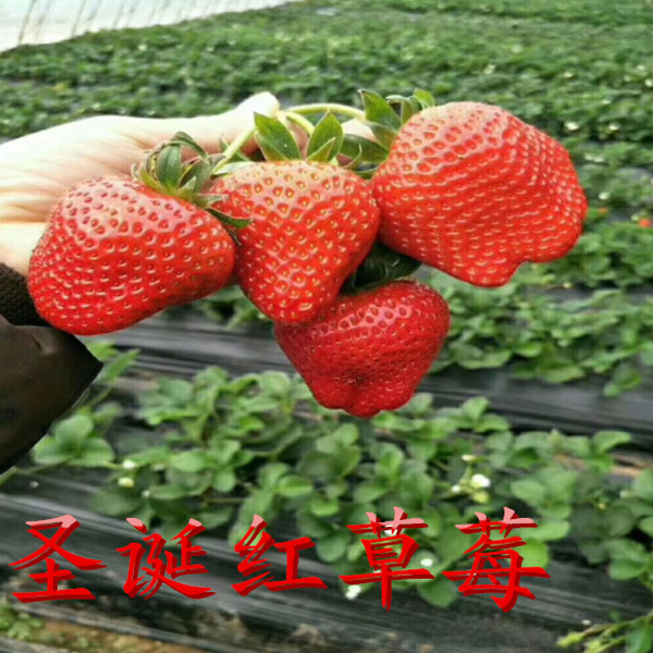 圣誕紅草莓