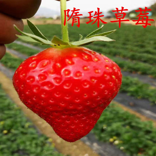 隋珠草莓
