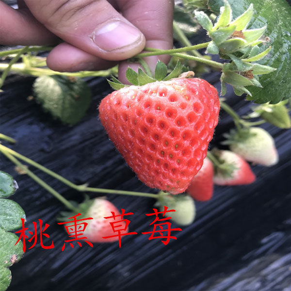 桃熏草莓
