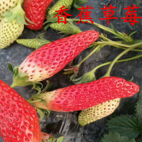 香蕉草莓