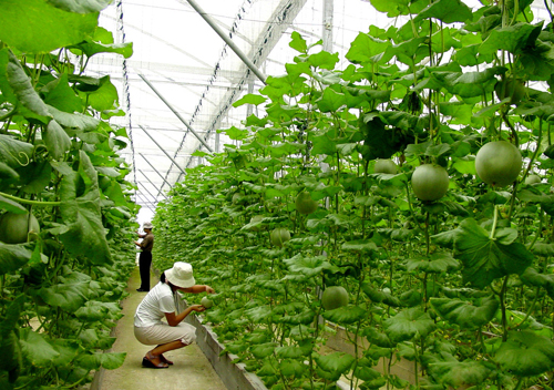蔬菜大棚种植,蔬菜大棚保温,蔬菜大棚种植技术
