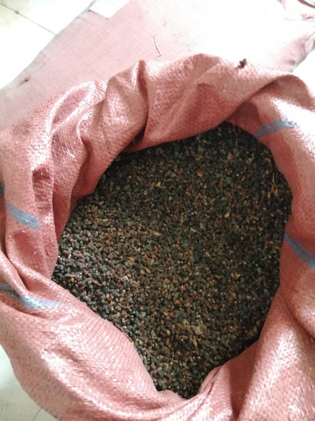 白刺果種子 (1).jpg