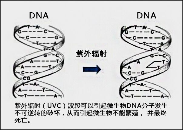 中压紫外线杀菌器2.jpg