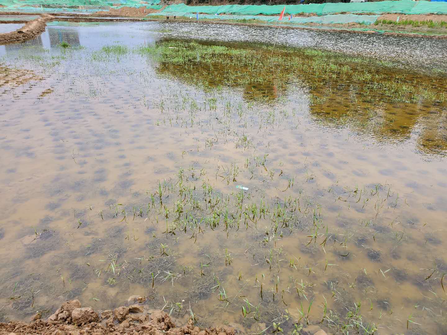 西流湖固化效果.jpg