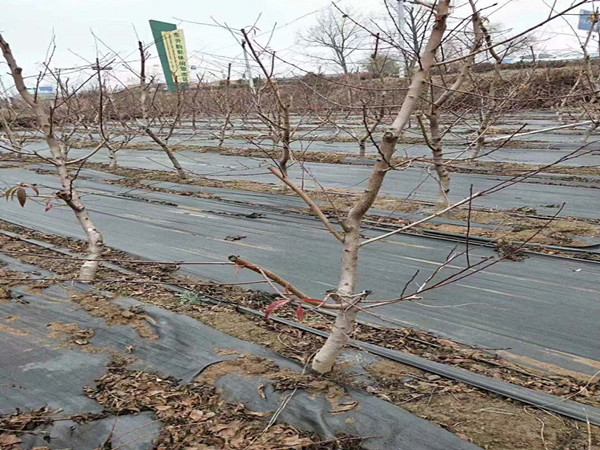 除草布