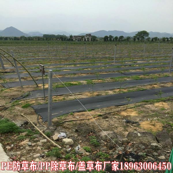 唐山果园大棚农用园除草布农业防草地布聚丙烯90g果园防草布