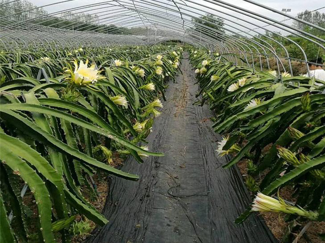 防草布的規(guī)格,防草布特點,防草布種類介紹(圖4)