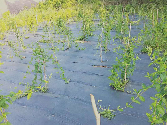 防草布相較于其他傳統(tǒng)除草方式有什么優(yōu)勢？