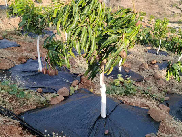 果園基地什么時間點鋪防草布合適?