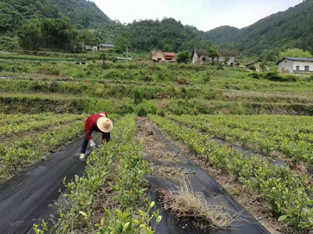 PE防草布铺设一亩地的价格是多少?