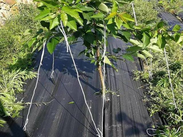 關(guān)于除草布知識介紹，除草布的應(yīng)用(圖1)