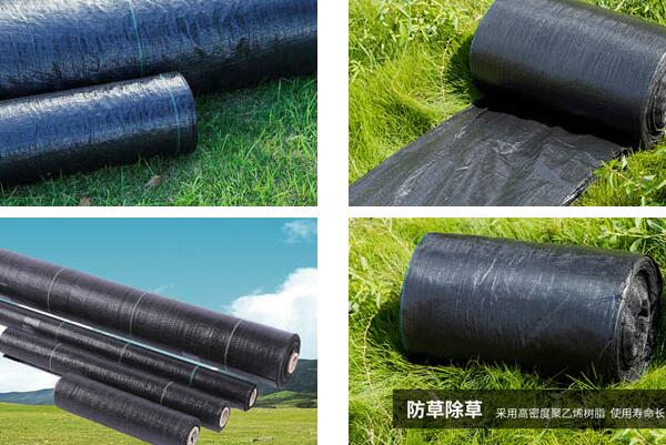 獼猴桃種植使用防草地布,防草布廠家(圖1)