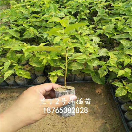 蘭丁2號 4.jpg