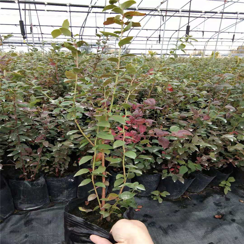北京脫毒藍莓苗幾月份采摘