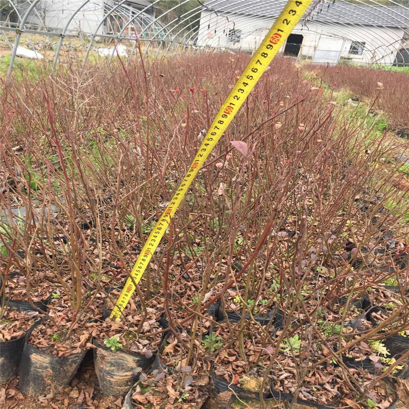 湖南組培藍莓苗成活率