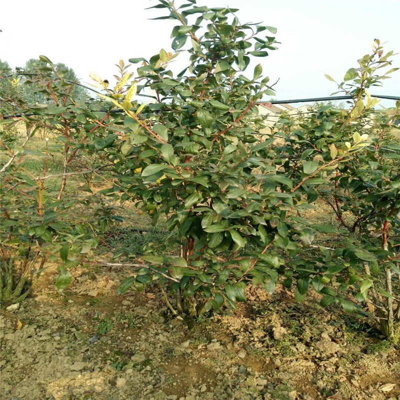 湖南組培藍莓苗成活率