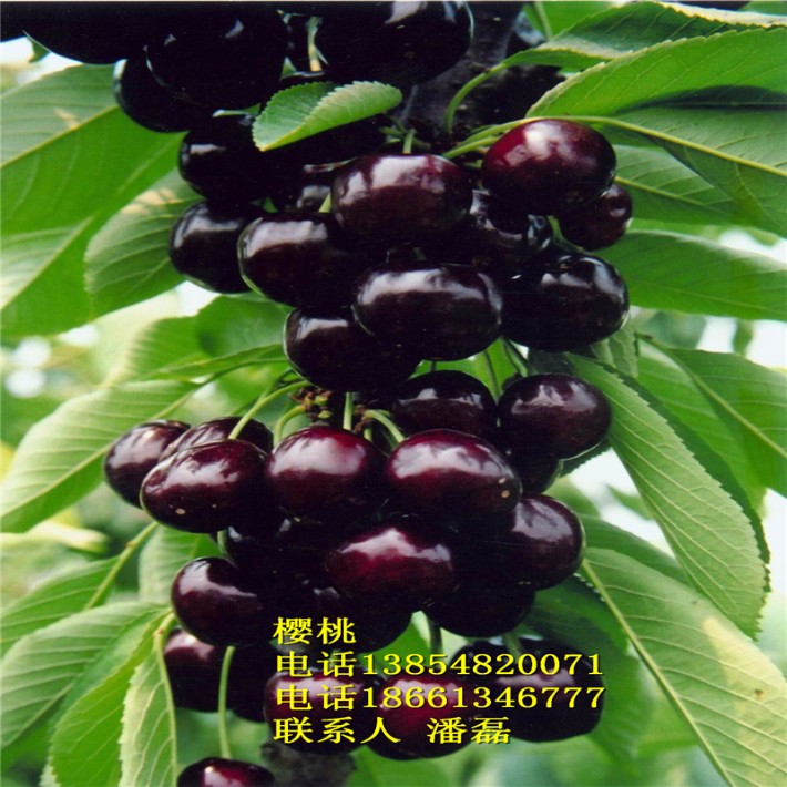 2019年黑珍珠樱桃树苗新品种,黑珍珠大樱桃树苗新品种,黑珍珠大樱桃