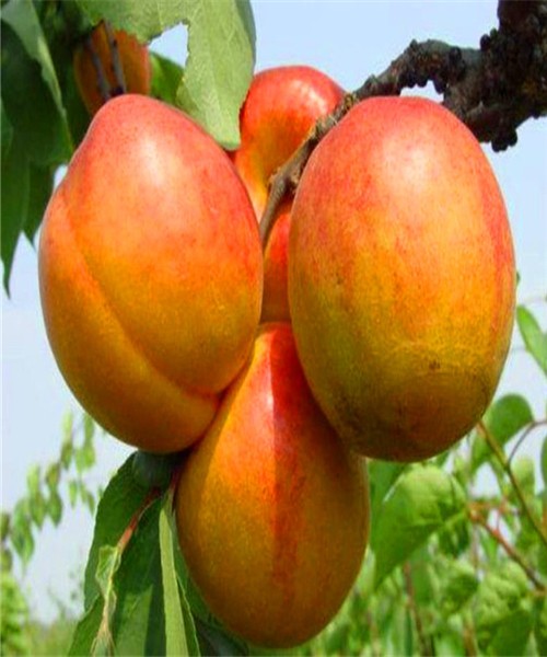 山东荷兰香蜜杏杏树苗新品种荷兰香蜜杏杏树树苗价格