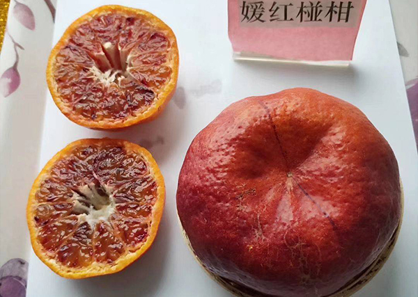嬡紅碰柑苗10.jpg