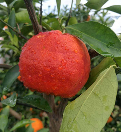嬡紅碰柑苗08.jpg