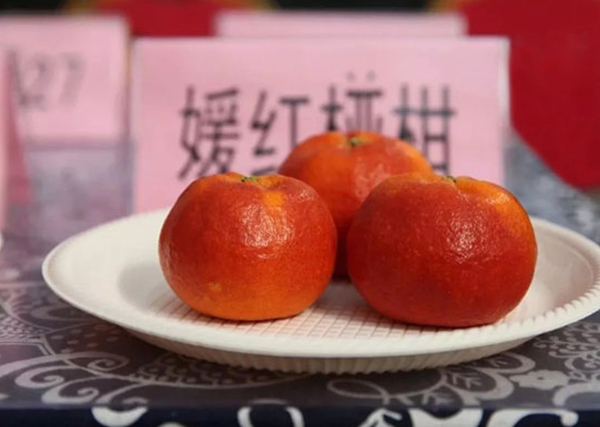嬡紅碰柑苗09.jpg